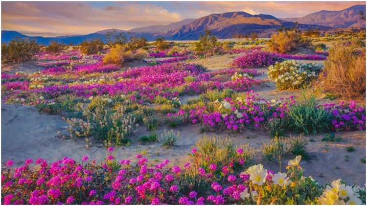 Den blommande öknen