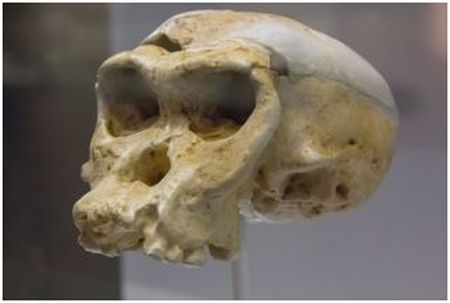 Kranie av arten neandertalare