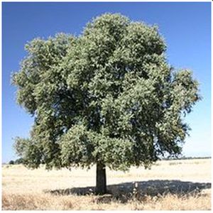 Stenek  Quercus ilex Växer på västra och södra iberiska halvön och i Nordafrika. Den fäller inte sina gröna blad.