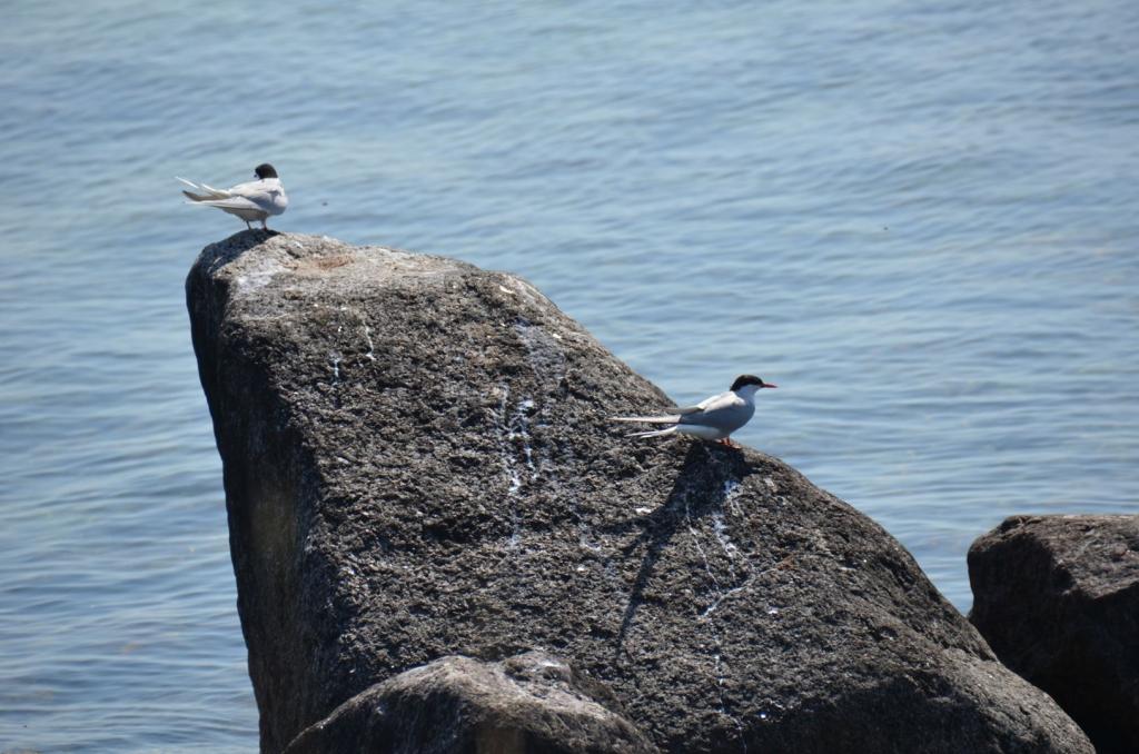 Vackra Skandinavien, Gränna och Visingsö i juni 2019, Foto: Broder Kssael