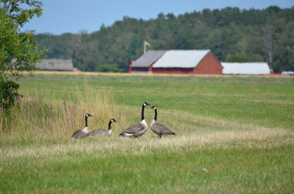 Vackra Skandinavien, Gränna och Visingsö i juni 2019, Foto: Broder Kssael