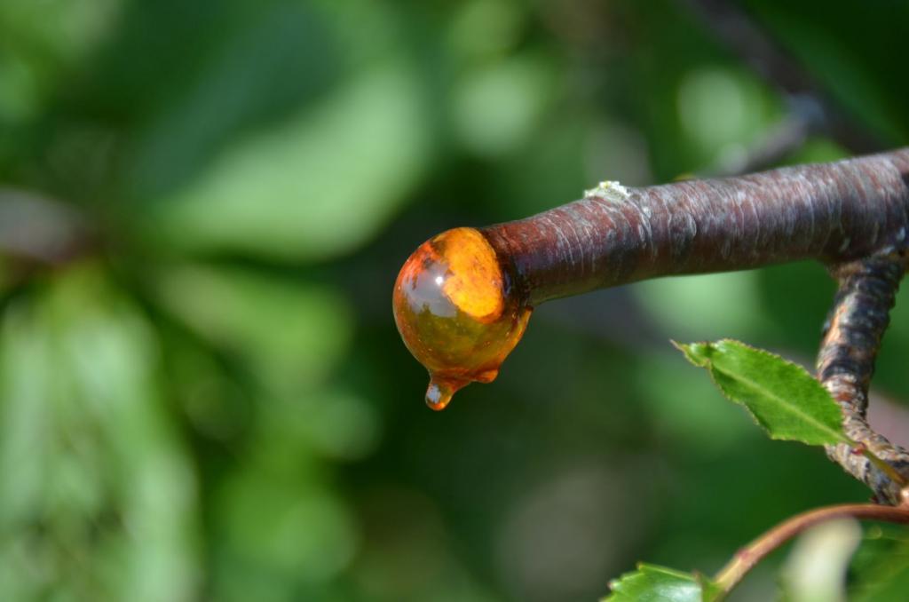 Vackra Skandinavien, Gränna och Visingsö i juni 2019, Foto: Broder Kssael