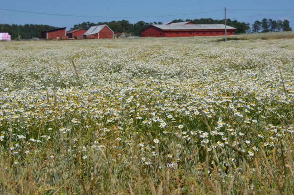 Vackra Skandinavien, Gränna och Visingsö i juni 2019, Foto: Broder Kssael