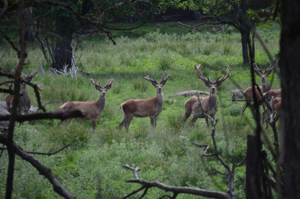 Vackra Skandinavien, Rådjur i Borgunda i Skövdetrakten i juni 2019, Foto: Broder Kssael