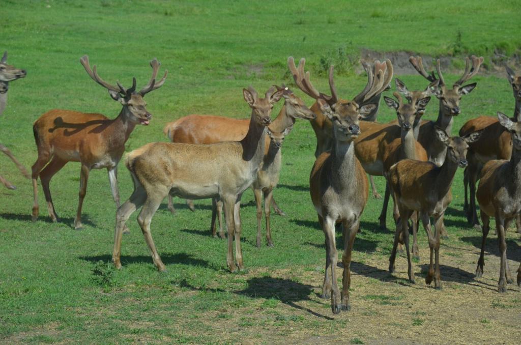 Vackra Skandinavien, Rådjur i Borgunda i Skövdetrakten i juni 2019, Foto: Broder Kssael