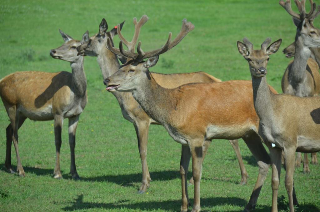 Vackra Skandinavien, Rådjur i Borgunda i Skövdetrakten i juni 2019, Foto: Broder Kssael