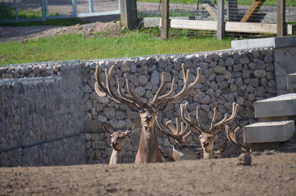 Vackra Skandinavien, Rådjur i Borgunda i Skövdetrakten i juni 2019, Foto: Broder Kssael