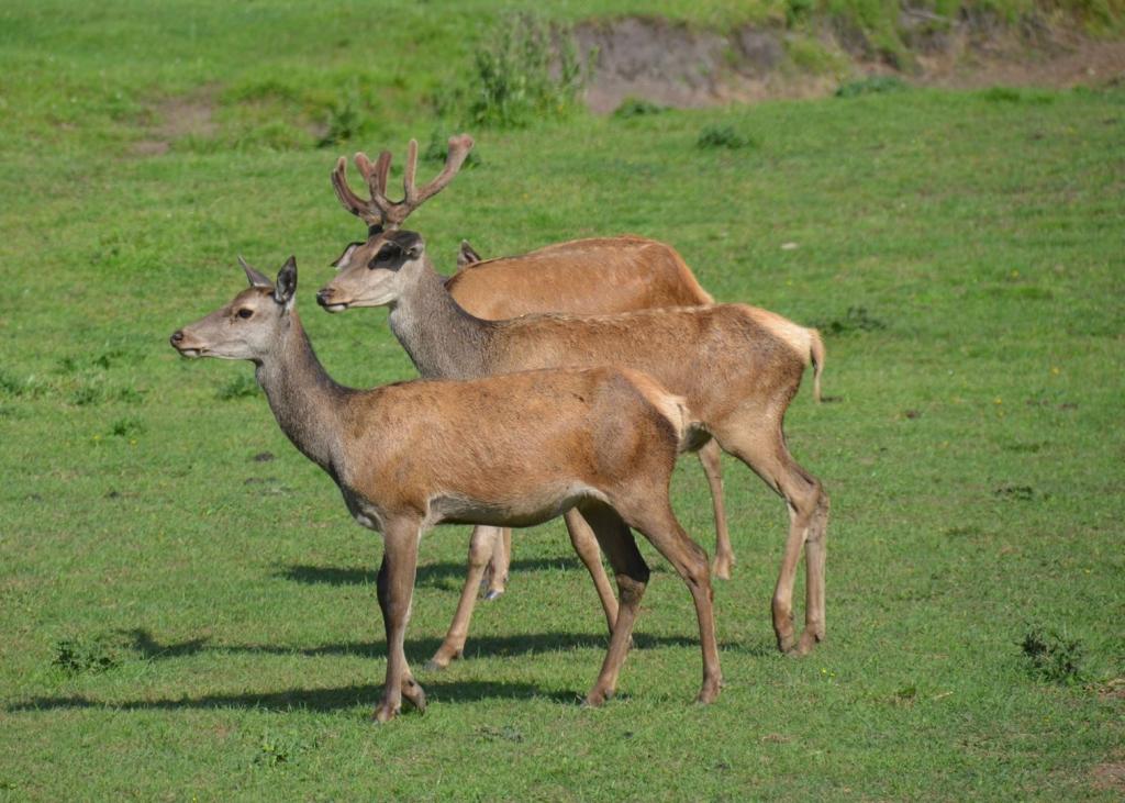 Vackra Skandinavien, Rådjur i Borgunda i Skövdetrakten i juni 2019, Foto: Broder Kssael