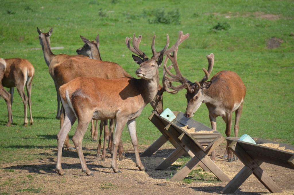 Vackra Skandinavien, Rådjur i Borgunda i Skövdetrakten i juni 2019, Foto: Broder Kssael