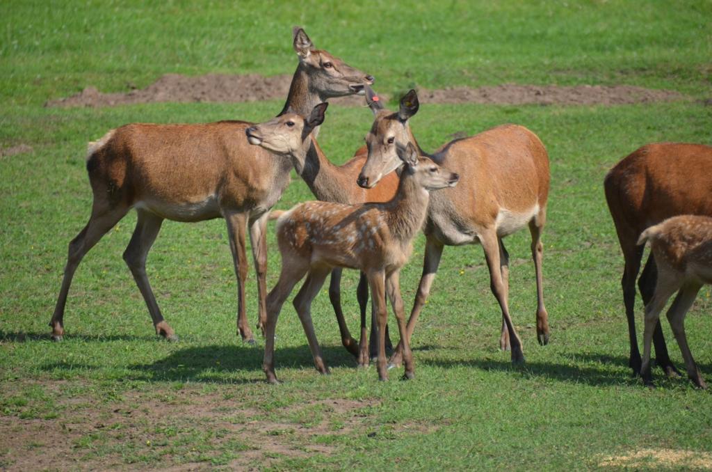 Vackra Skandinavien, Rådjur i Borgunda i Skövdetrakten i juni 2019, Foto: Broder Kssael