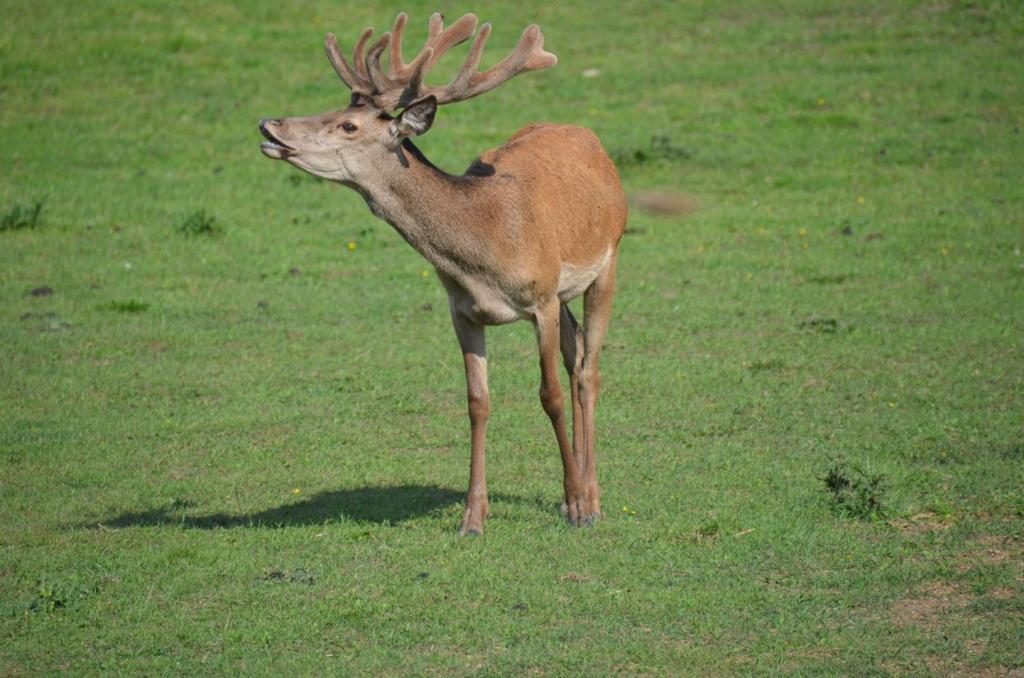 Vackra Skandinavien, Rådjur i Borgunda i Skövdetrakten i juni 2019, Foto: Broder Kssael