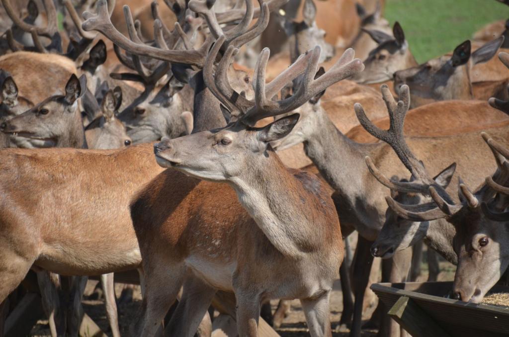 Vackra Skandinavien, Rådjur i Borgunda i Skövdetrakten i juni 2019, Foto: Broder Kssael