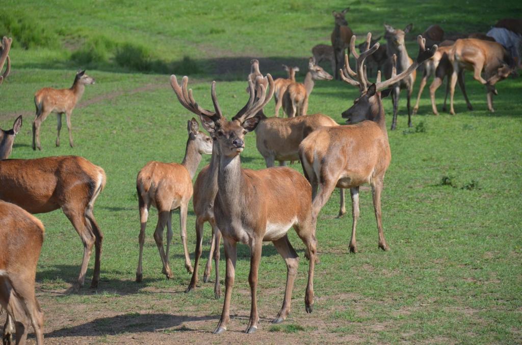 Vackra Skandinavien, Rådjur i Borgunda i Skövdetrakten i juni 2019, Foto: Broder Kssael