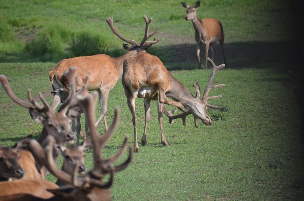 Vackra Skandinavien, Rådjur i Borgunda i Skövdetrakten i juni 2019, Foto: Broder Kssael