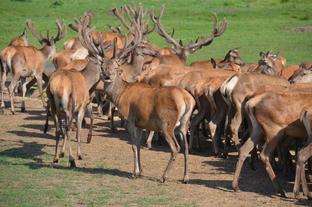 Vackra Skandinavien, Rådjur i Borgunda i Skövdetrakten i juni 2019, Foto: Broder Kssael