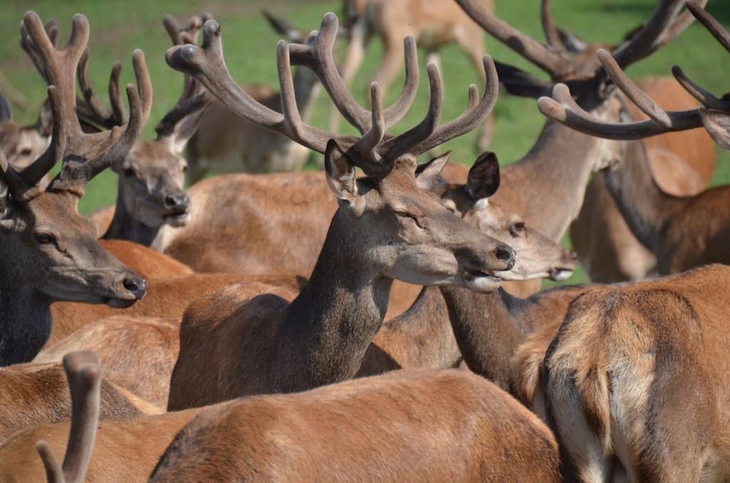 Vackra Skandinavien, Rådjur i Borgunda i Skövdetrakten i juni 2019, Foto: Broder Kssael