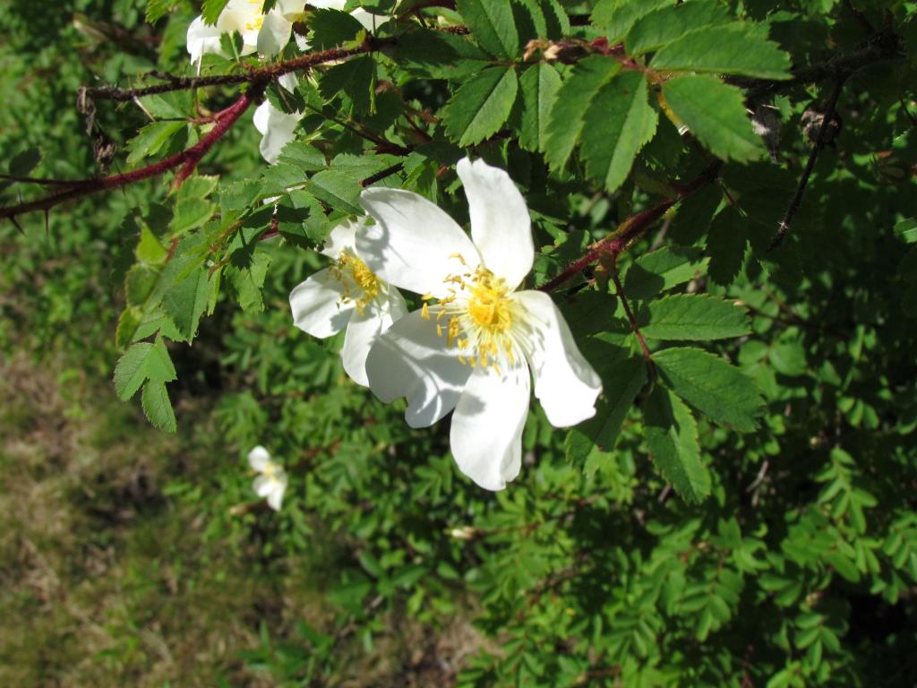 Omberg med omgivningar i juni 2021. Foto: Gråbröderna