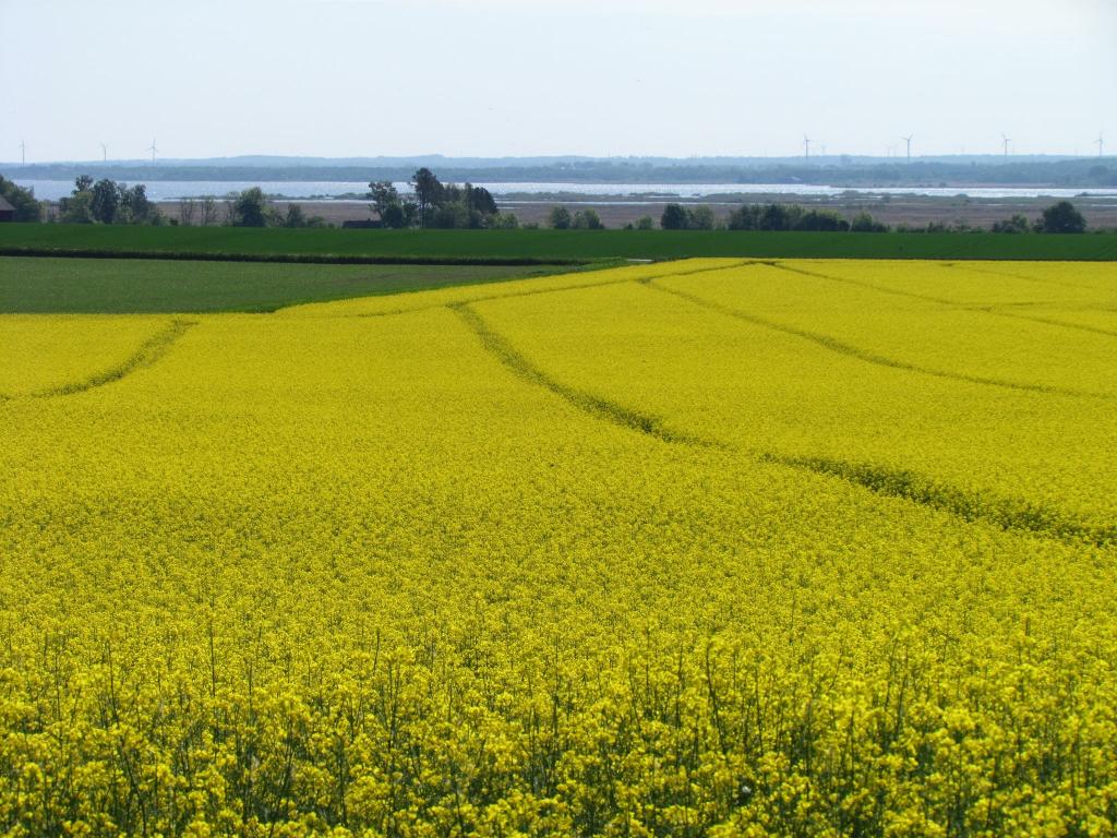 Omberg med omgivningar i juni 2021. Foto: Gråbröderna