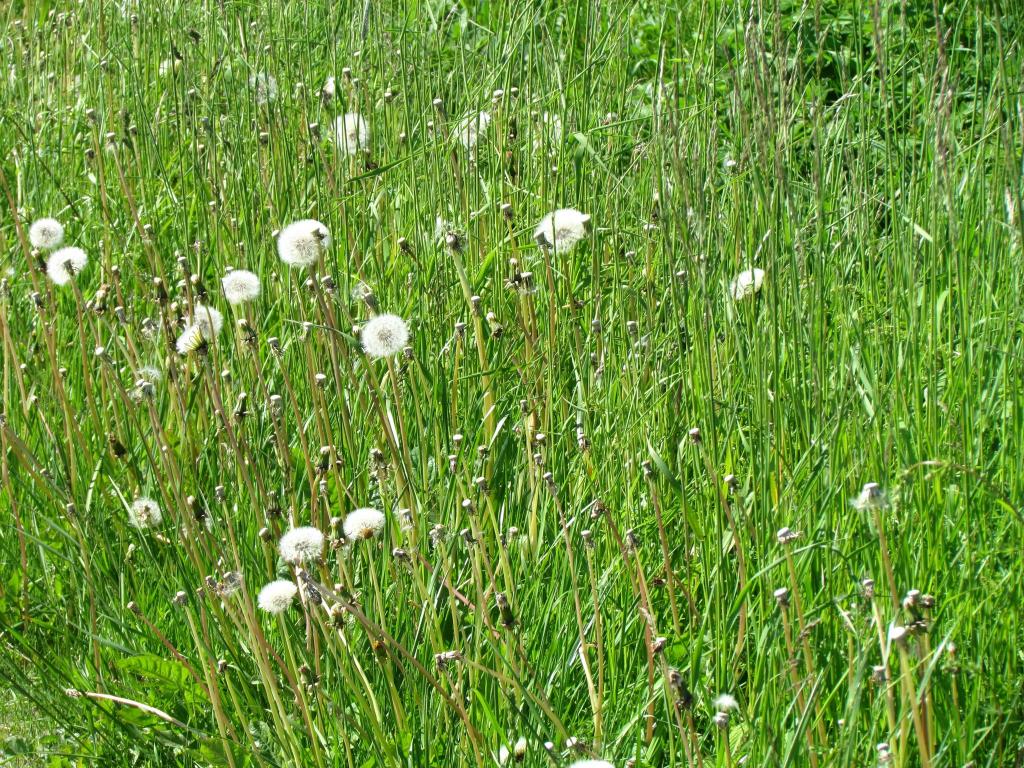 Omberg med omgivningar i juni 2021. Foto: Gråbröderna