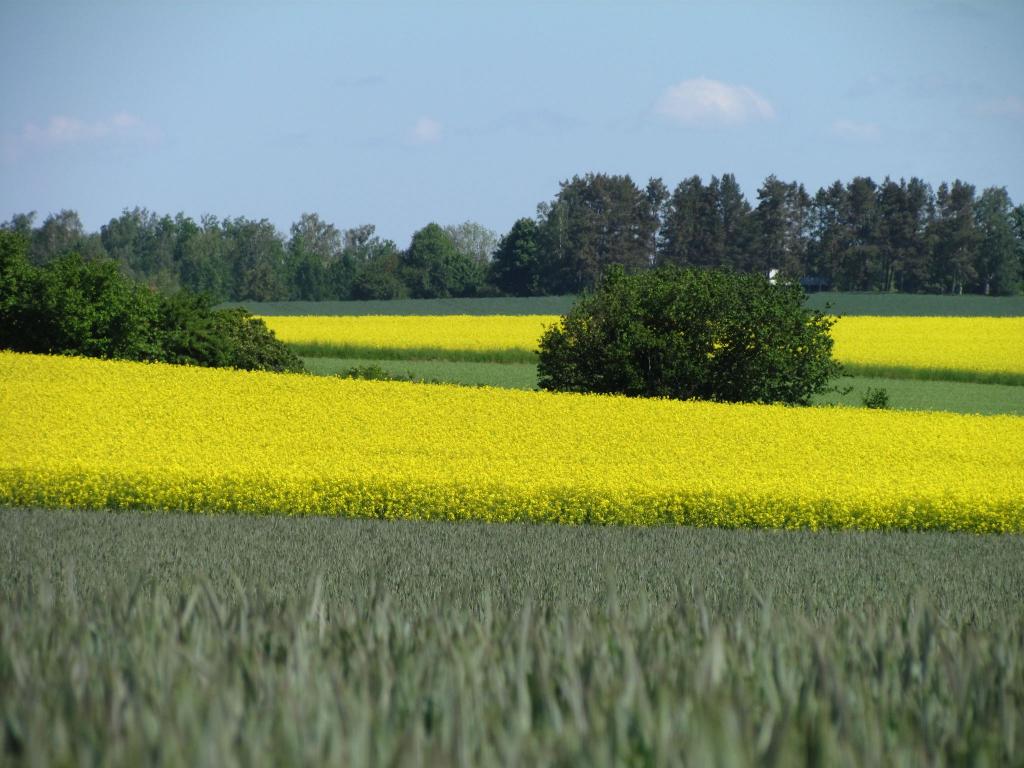 Omberg med omgivningar i juni 2021. Foto: Gråbröderna