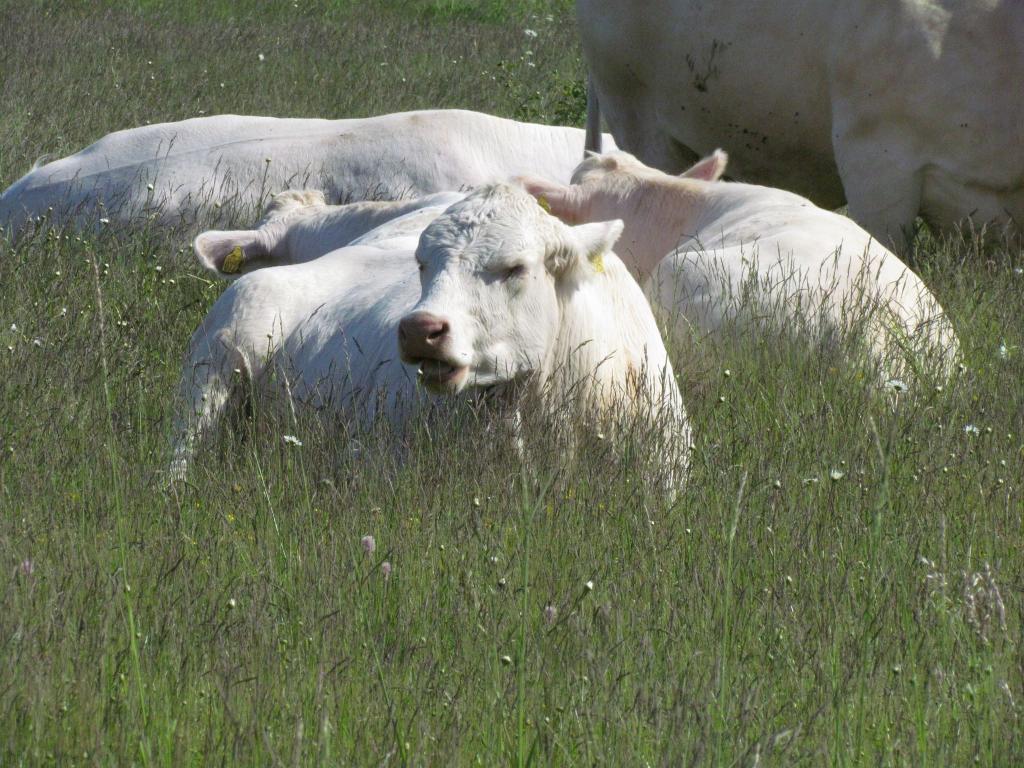 Omberg med omgivningar i juni 2021. Foto: Gråbröderna