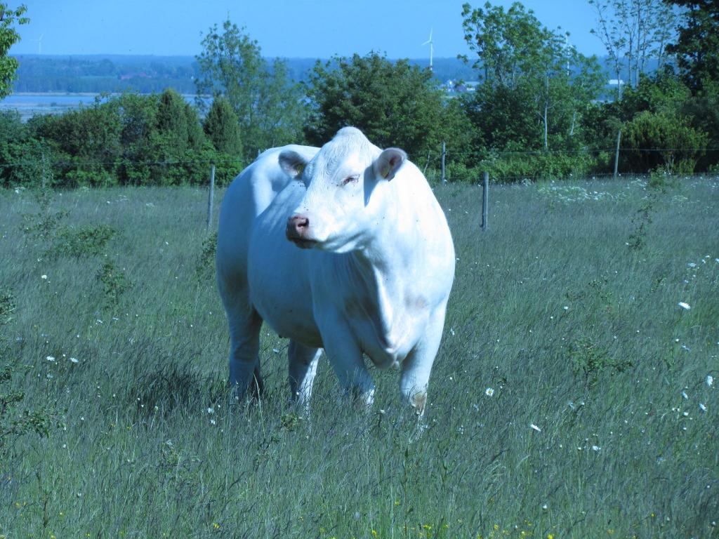 Omberg med omgivningar i juni 2021. Foto: Gråbröderna