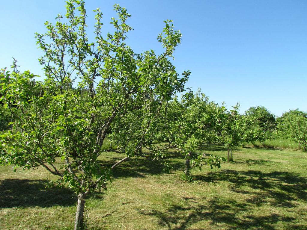 Omberg med omgivningar i juni 2021. Foto: Gråbröderna