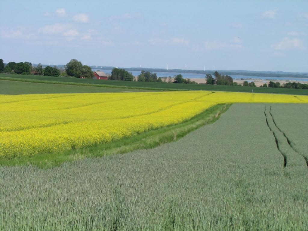 Omberg med omgivningar i juni 2021. Foto: Gråbröderna