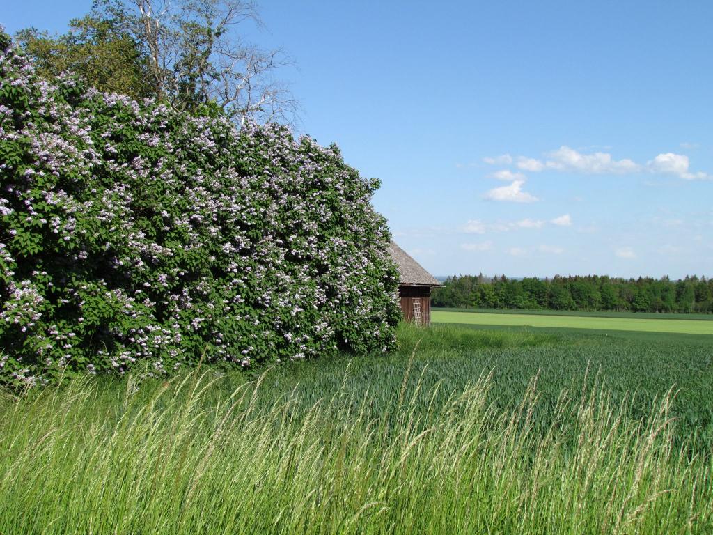 Omberg med omgivningar i juni 2021. Foto: Gråbröderna