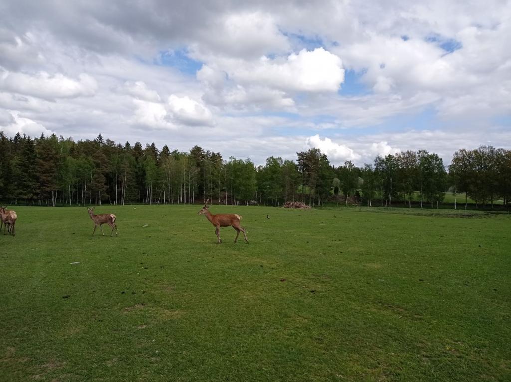 Skullaryd Älgpark - vilda djur i naturlig miljö, juni 2022