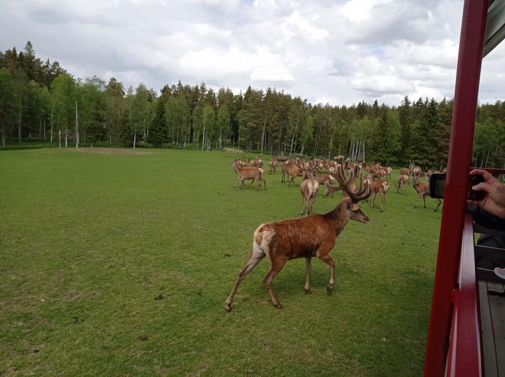 Skullaryd Älgpark - vilda djur i naturlig miljö, juni 2022