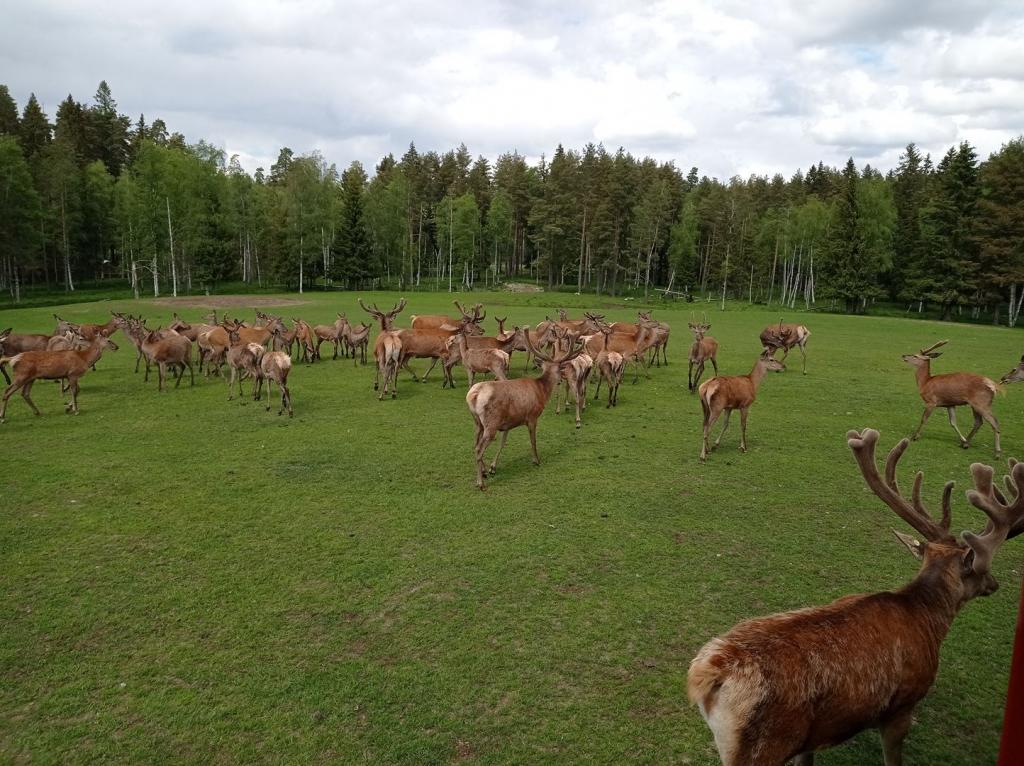 Skullaryd Älgpark - vilda djur i naturlig miljö, juni 2022