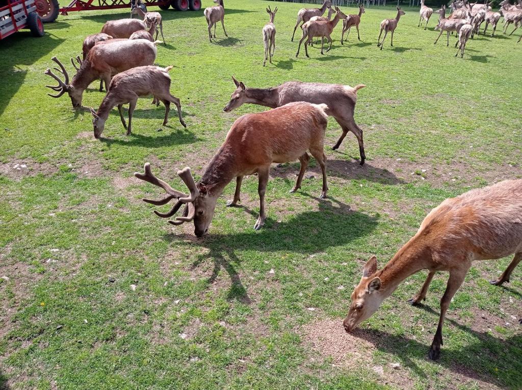 Skullaryd Älgpark - vilda djur i naturlig miljö, juni 2022