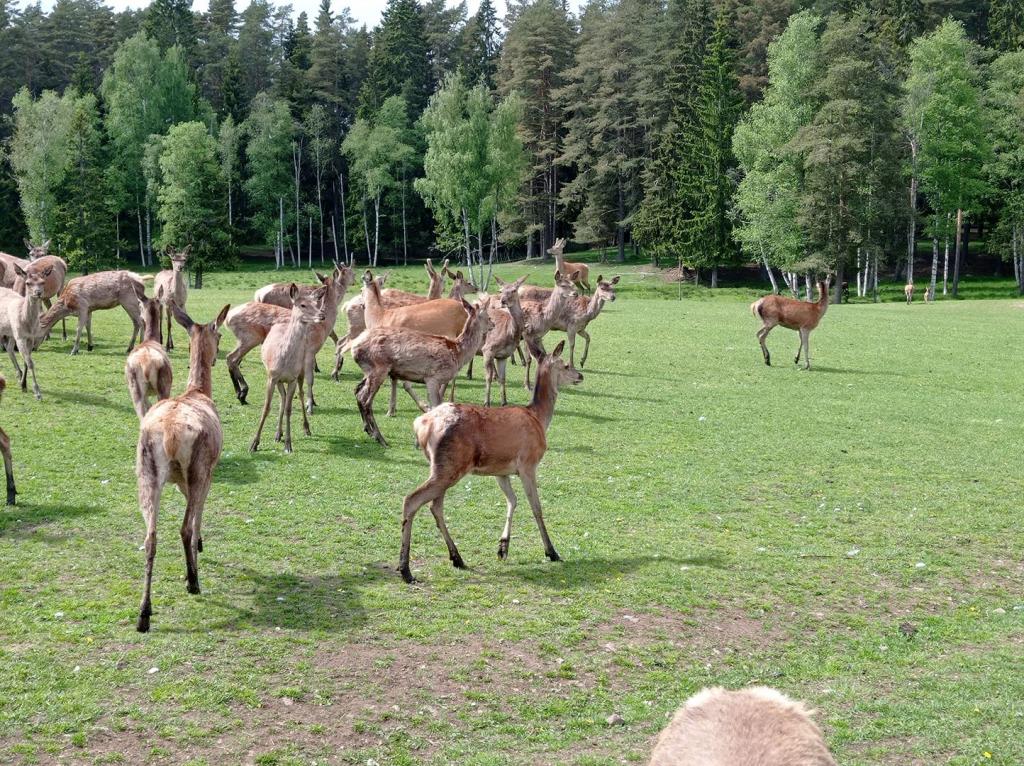 Skullaryd Älgpark - vilda djur i naturlig miljö, juni 2022