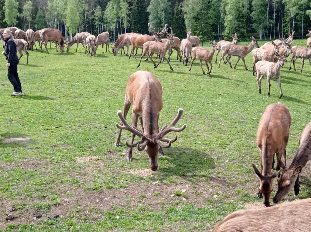 Skullaryd Älgpark - vilda djur i naturlig miljö, juni 2022