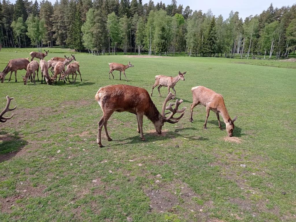 Skullaryd Älgpark - vilda djur i naturlig miljö, juni 2022