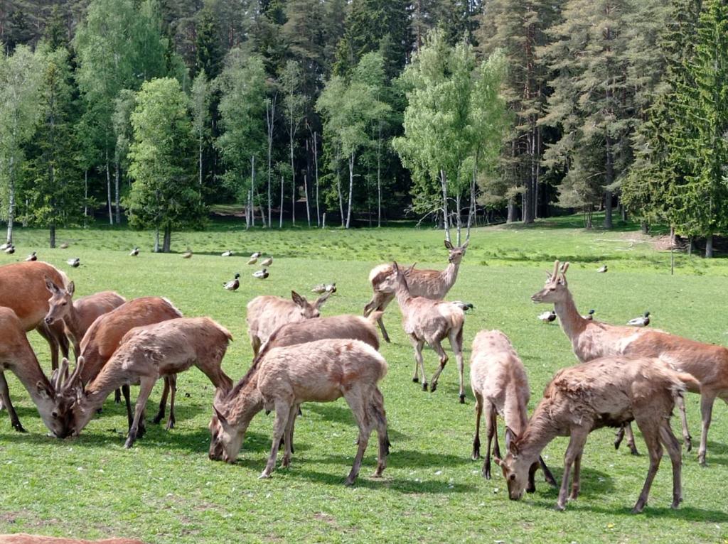 Skullaryd Älgpark - vilda djur i naturlig miljö, juni 2022