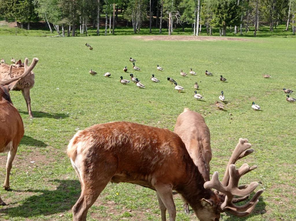 Skullaryd Älgpark - vilda djur i naturlig miljö, juni 2022