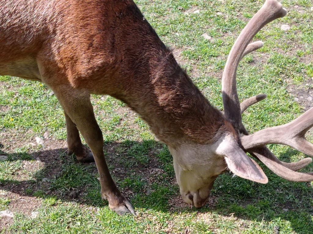 Skullaryd Älgpark - vilda djur i naturlig miljö, juni 2022