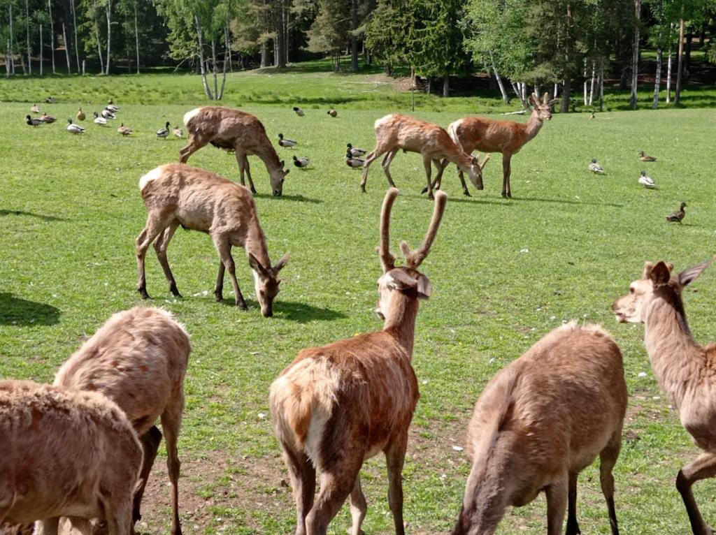 Skullaryd Älgpark - vilda djur i naturlig miljö, juni 2022