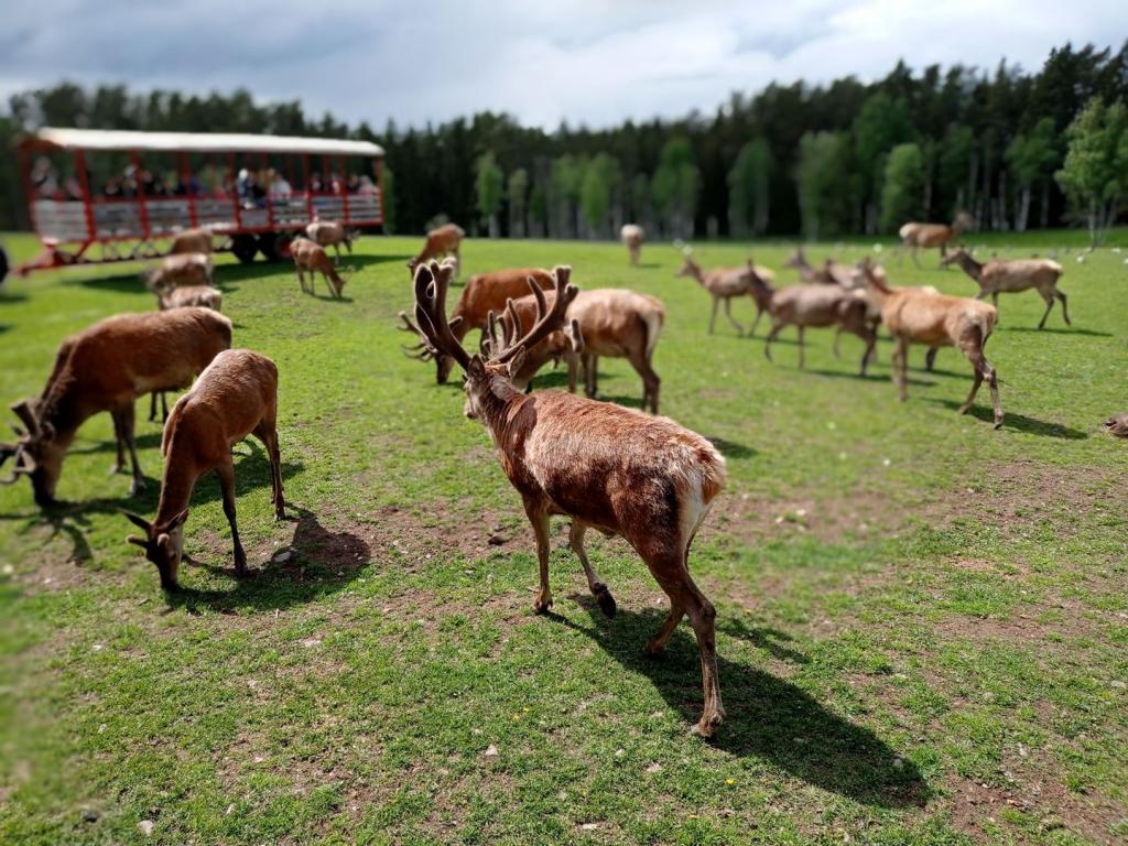 Skullaryd Älgpark - vilda djur i naturlig miljö, juni 2022