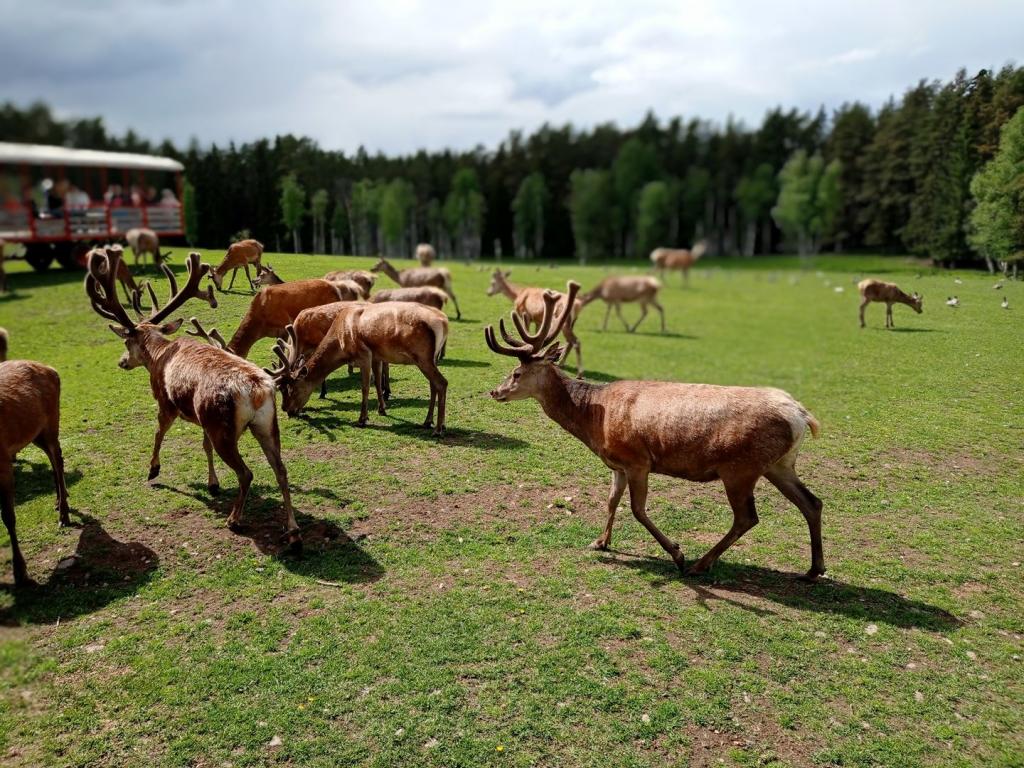 Skullaryd Älgpark - vilda djur i naturlig miljö, juni 2022