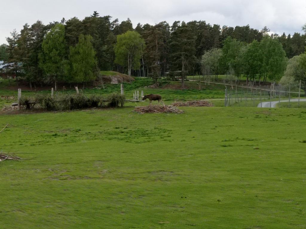 Skullaryd Älgpark - vilda djur i naturlig miljö, juni 2022