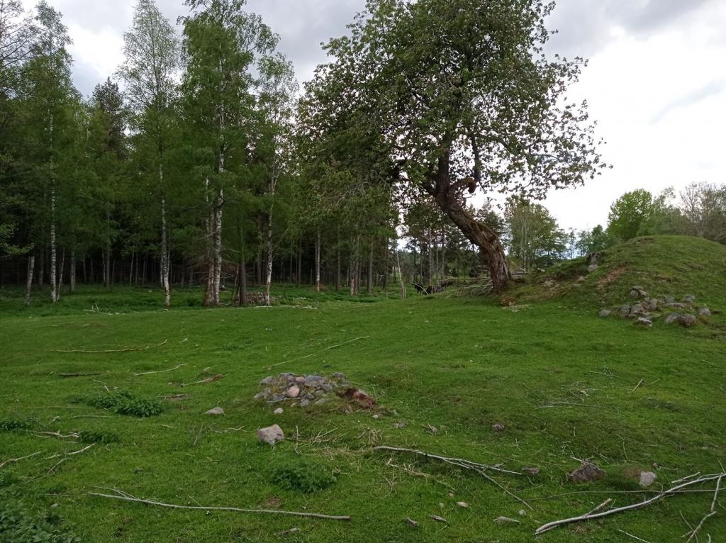 Skullaryd Älgpark - vilda djur i naturlig miljö, juni 2022