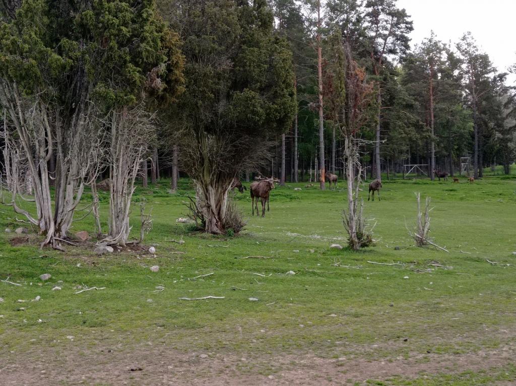 Skullaryd Älgpark - vilda djur i naturlig miljö, juni 2022