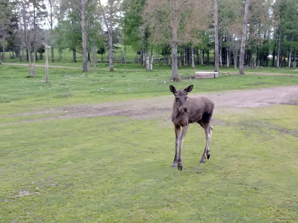 Skullaryd Älgpark - vilda djur i naturlig miljö, juni 2022