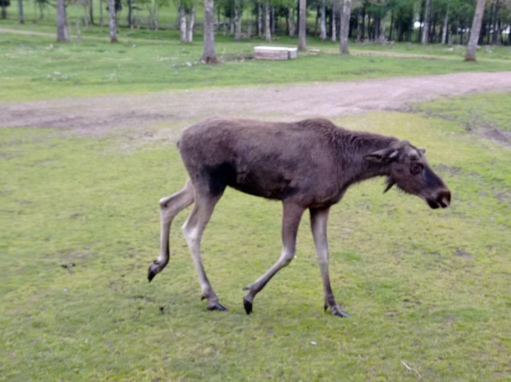 Skullaryd Älgpark - vilda djur i naturlig miljö, juni 2022