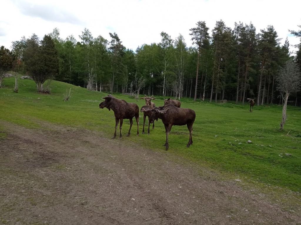 Skullaryd Älgpark - vilda djur i naturlig miljö, juni 2022