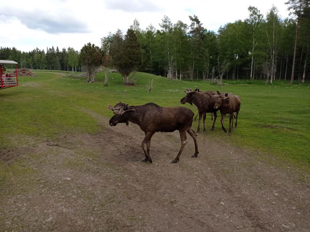 Skullaryd Älgpark - vilda djur i naturlig miljö, juni 2022