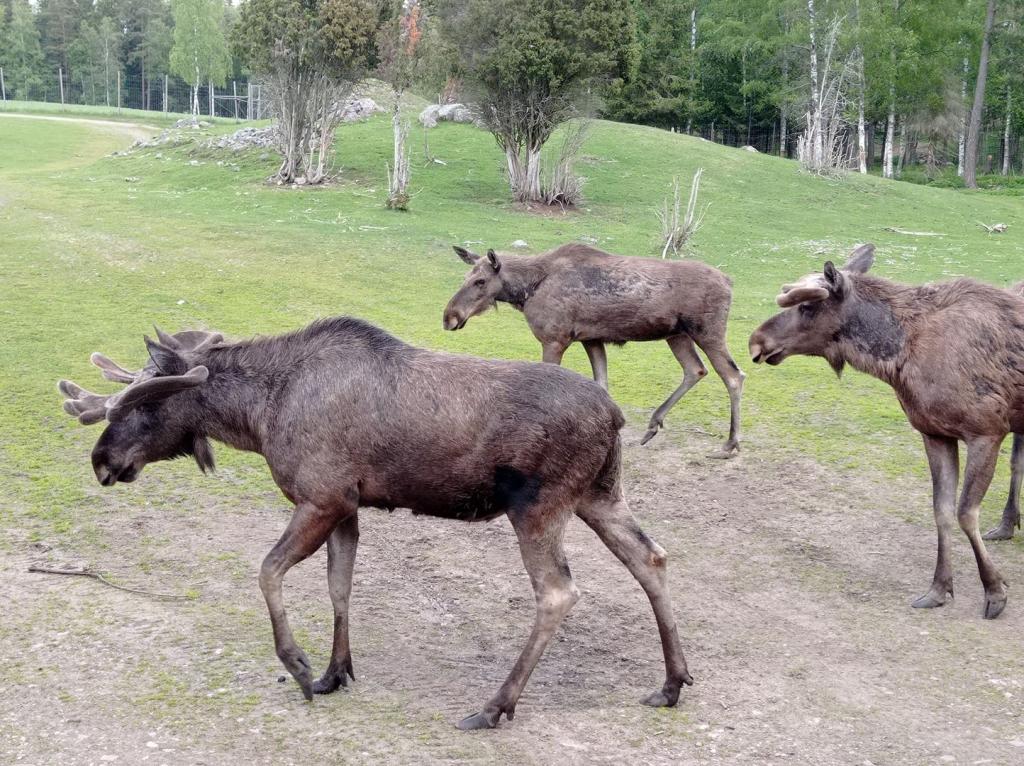 Skullaryd Älgpark - vilda djur i naturlig miljö, juni 2022